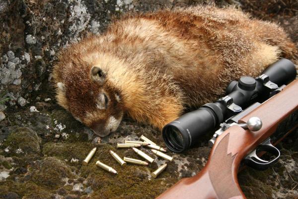 Top Rated Rimfire Ammo