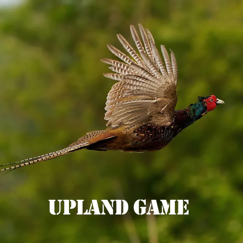 Upland Game Hunting