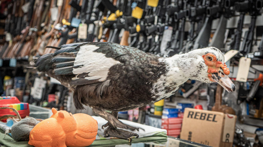 Tanner The Duck - Kravitz Inc.