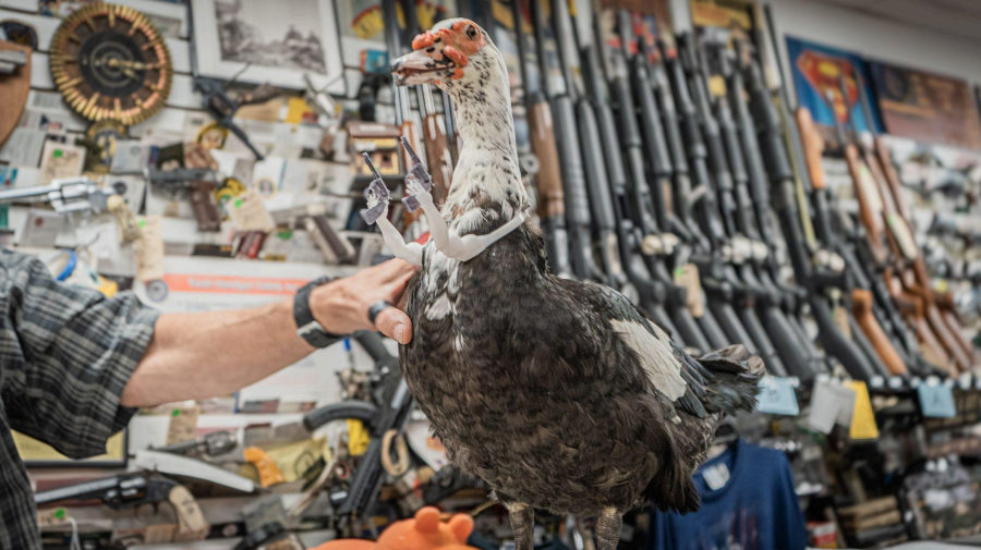 Kravitz Inc. Tanner the Duck