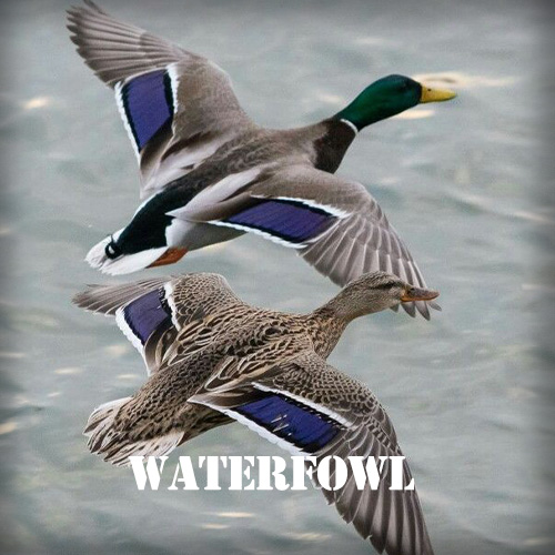 Waterfowl Hunting